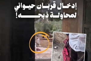 لأول مرة.. إدخال قربان حيواني لمحاولة ذبحه بالأقصى !