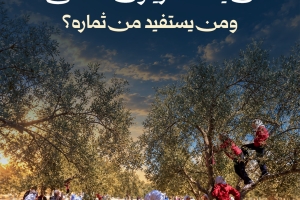 من يقطف زيتون الأقصى؟ ومن يستفيد من ثماره؟