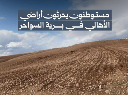 مستوطنون يحرثون أراضي الأهالي في برية السواحر