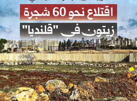 اقتلاع نحو 60 شجرة زيتون في قلنديا