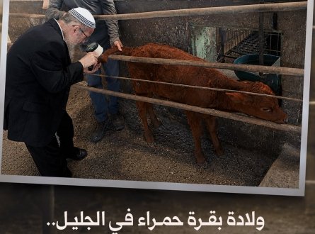 ولادة بقرة حمراء في الجليل.. "إشارة إلهية"!